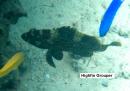 Highfin Grouper